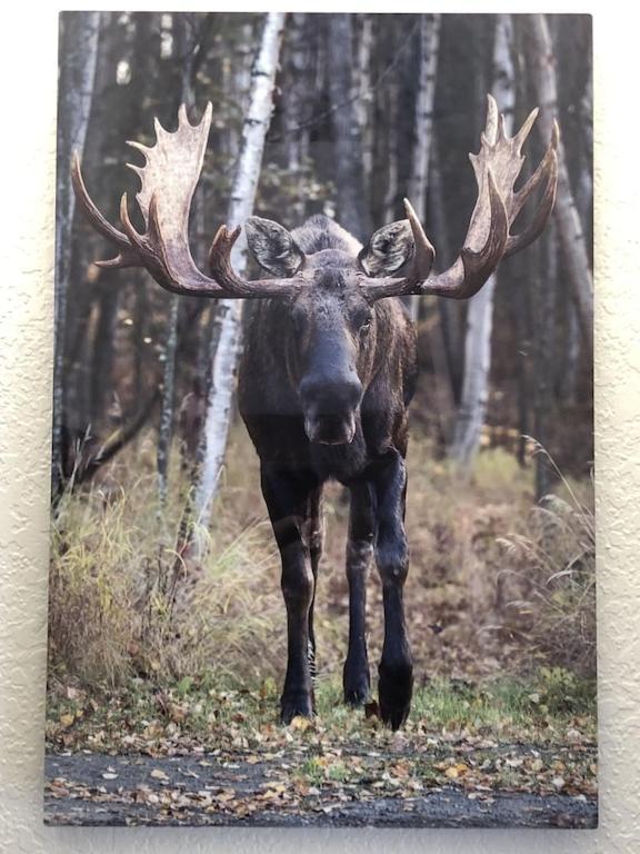 The Moose Crossing Appartement Anchorage Buitenkant foto